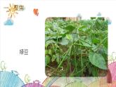 五下一1-种子发芽实验课件PPT
