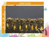 五下一1-种子发芽实验课件PPT