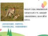 三年级下册科学教科版比较相同时间内运动的快慢（课件）