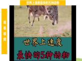 三年级下册科学教科版比较相同时间内运动的快慢（课件）
