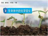 教科版六年级科学下册课件 第四单元 6 生命体中的化学变化
