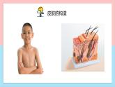科学阅读-皮肤很重要课件PPT