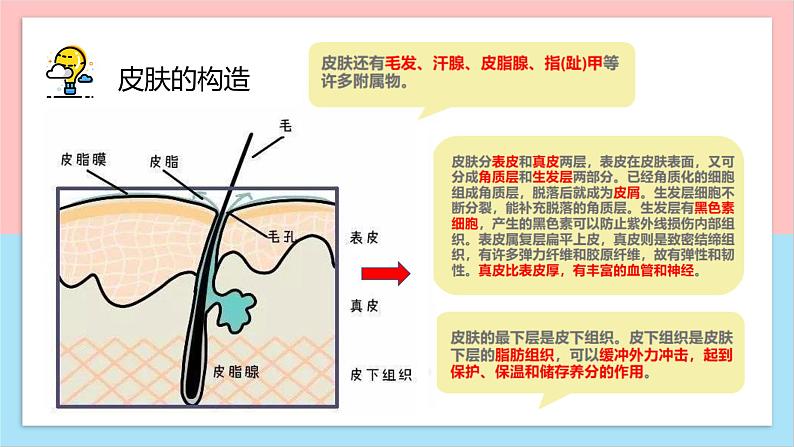 科学阅读-皮肤很重要课件PPT第4页