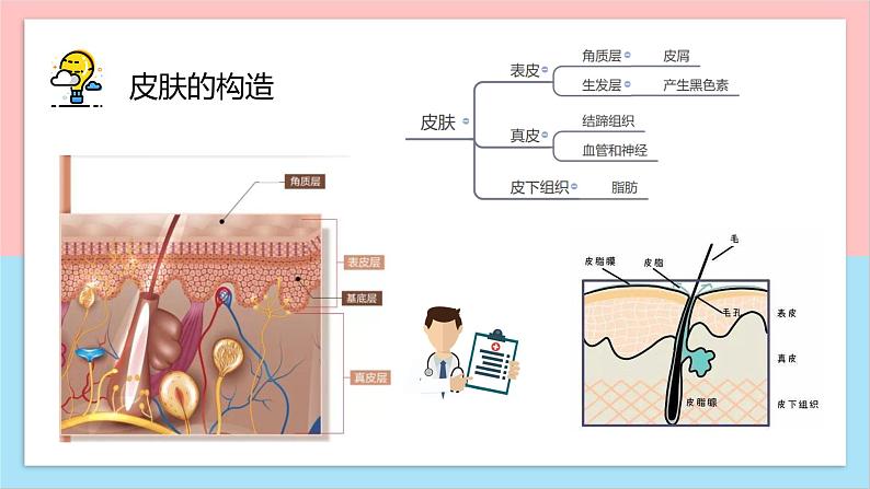 科学阅读-皮肤很重要课件PPT第5页