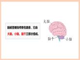 新苏教版科学五年级上册——5.19 我们的大脑（课件）