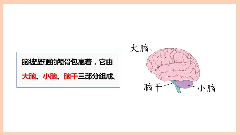 新苏教版科学五年级上册——5.19 我们的大脑（课件）02