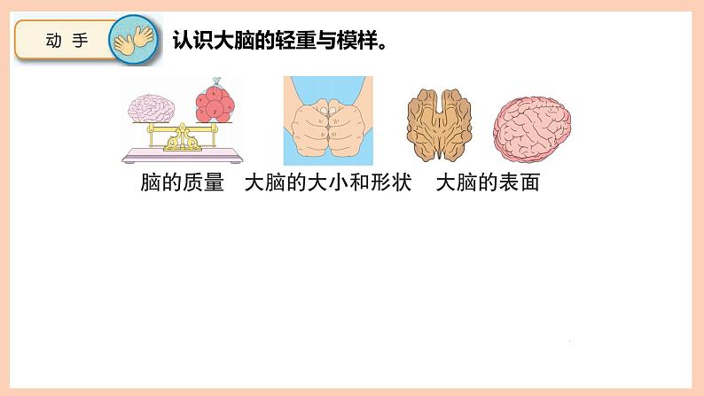 新苏教版科学五年级上册——5.19 我们的大脑（课件）03