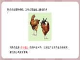新蘇教版科學(xué)六年級上冊——2.5 生物的遺傳（課件）