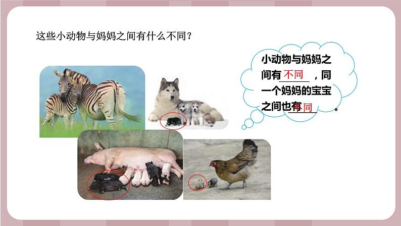 新苏教版科学六年级上册——2.6 生物的变异（课件）第4页