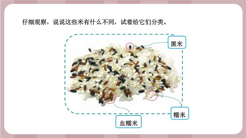 新苏教版科学六年级上册——2.6 生物的变异（课件）第5页