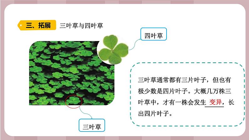 新苏教版科学六年级上册——2.6 生物的变异（课件）第7页