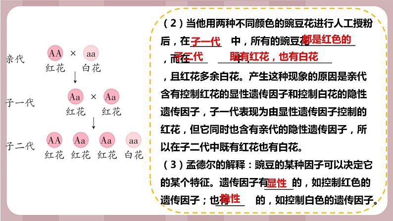 新苏教版科学六年级上册——2.7 寻找遗传与变异的秘密（课件）03