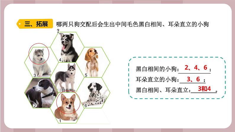 新苏教版科学六年级上册——2.7 寻找遗传与变异的秘密（课件）07