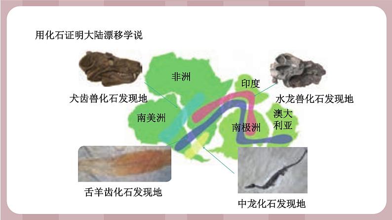 新苏教版科学六年级上册——3.10 用化石作证据（课件）03