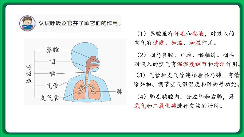 苏教版科学三年级上册——5.16 人的呼吸（课件）03