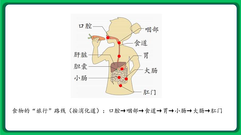 苏教版科学三年级上册——5.18 食物的旅行（课件）04