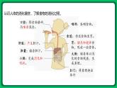 苏教版科学三年级上册——5.18 食物的旅行（课件）