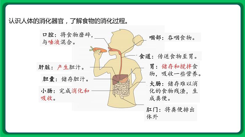 苏教版科学三年级上册——5.18 食物的旅行（课件）05