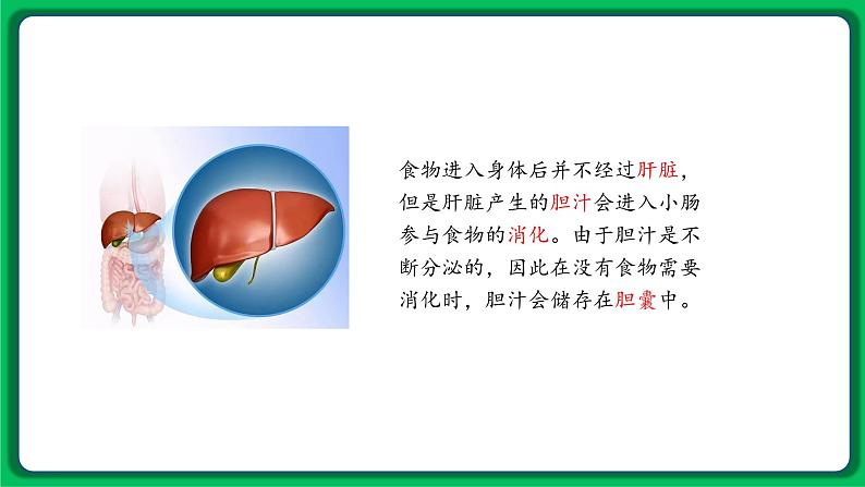 苏教版科学三年级上册——5.18 食物的旅行（课件）07