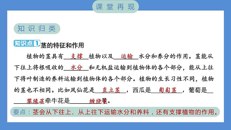 1.4 茎和叶（习题课件+知识点梳理）教科版四年级科学下册（PowerPoint 打开PPT）02