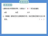 1.4 茎和叶（习题课件+知识点梳理）教科版四年级科学下册（PowerPoint 打开PPT）