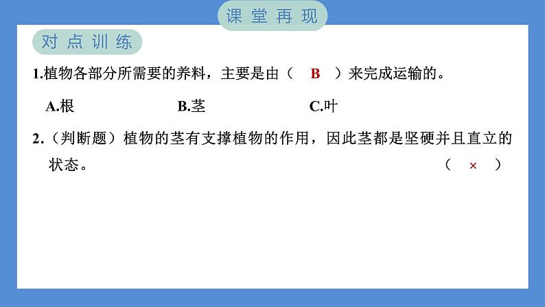 1.4 茎和叶（习题课件+知识点梳理）教科版四年级科学下册（PowerPoint 打开PPT）04