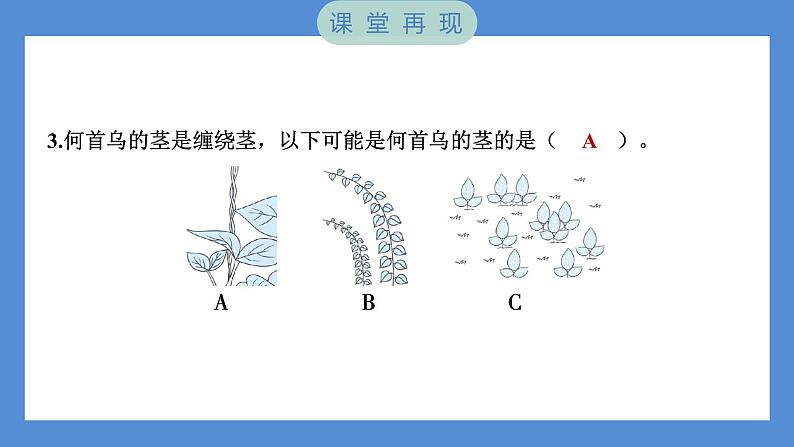 1.4 茎和叶（习题课件+知识点梳理）教科版四年级科学下册（PowerPoint 打开PPT）05