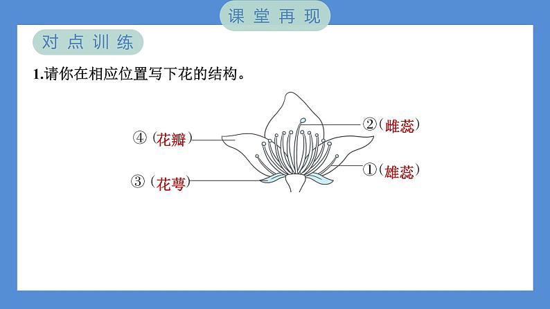 1.5 凤仙花开花了（习题课件+知识点梳理）教科版四年级科学下册（PowerPoint 打开PPT）04