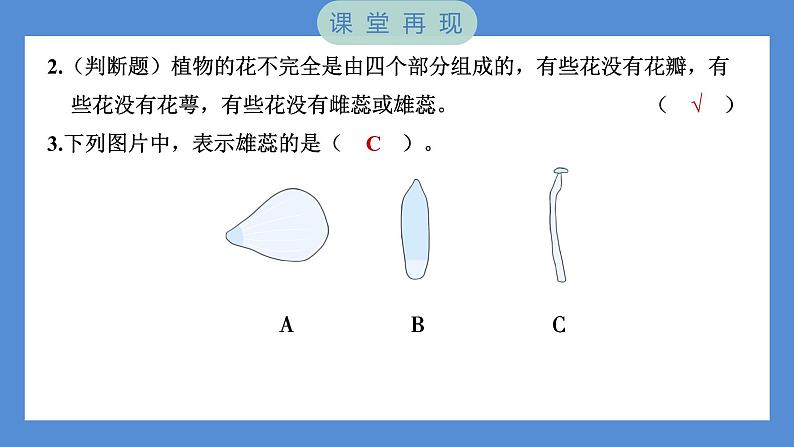 1.5 凤仙花开花了（习题课件+知识点梳理）教科版四年级科学下册（PowerPoint 打开PPT）05
