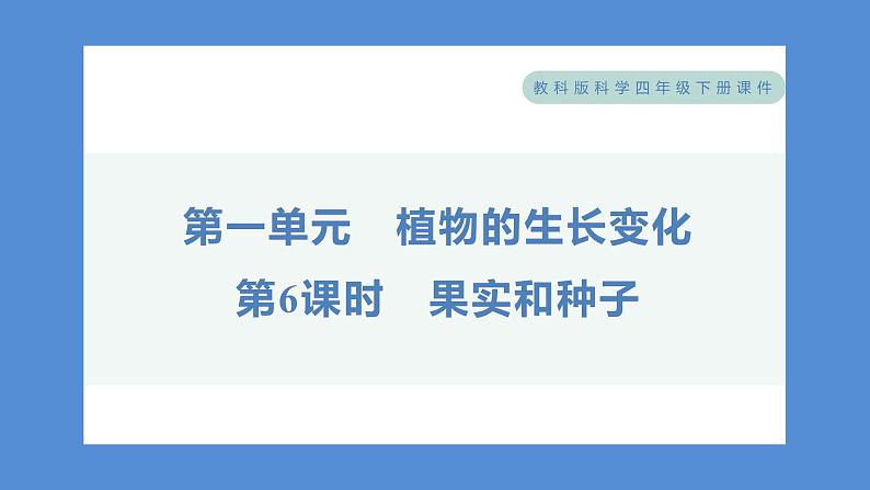 1.6 果实和种子（习题课件+知识点梳理）教科版四年级科学下册（PowerPoint 打开PPT）01