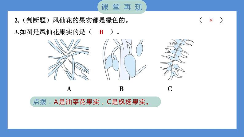 1.6 果实和种子（习题课件+知识点梳理）教科版四年级科学下册（PowerPoint 打开PPT）05