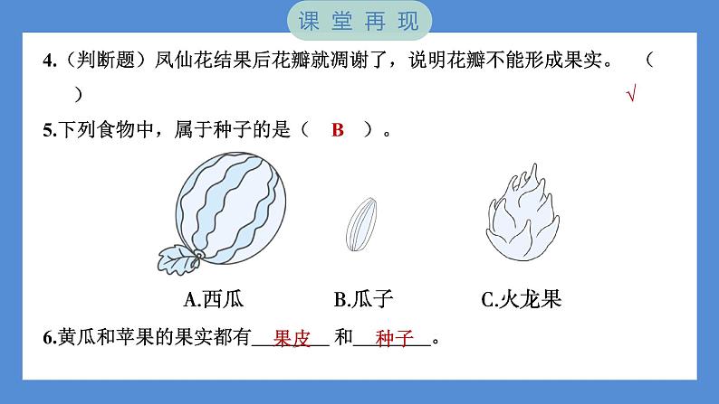 1.6 果实和种子（习题课件+知识点梳理）教科版四年级科学下册（PowerPoint 打开PPT）06