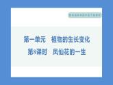 1.8 凤仙花的一生（习题课件+知识点梳理）教科版四年级科学下册（PowerPoint 打开PPT）