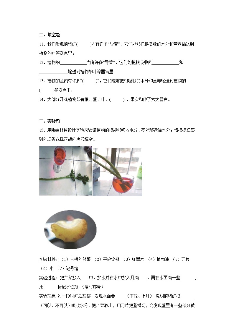 大象版三下科学3.3 茁壮成长（同步练习）（含答案）第2页