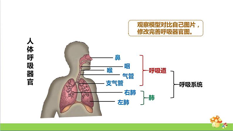 [人教版]三年级上册科学4.13《呼吸器官》课件07