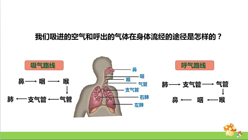 [人教版]三年级上册科学4.13《呼吸器官》课件08