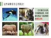 [蘇教版]科學(xué)四年級上冊1.4哺乳動物教學(xué)課件