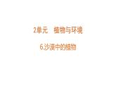 [蘇教版]三年級(jí)下冊(cè)科學(xué)6沙漠中的植物（教學(xué)課件）