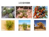 [蘇教版]三年級(jí)下冊(cè)科學(xué)6沙漠中的植物（教學(xué)課件）