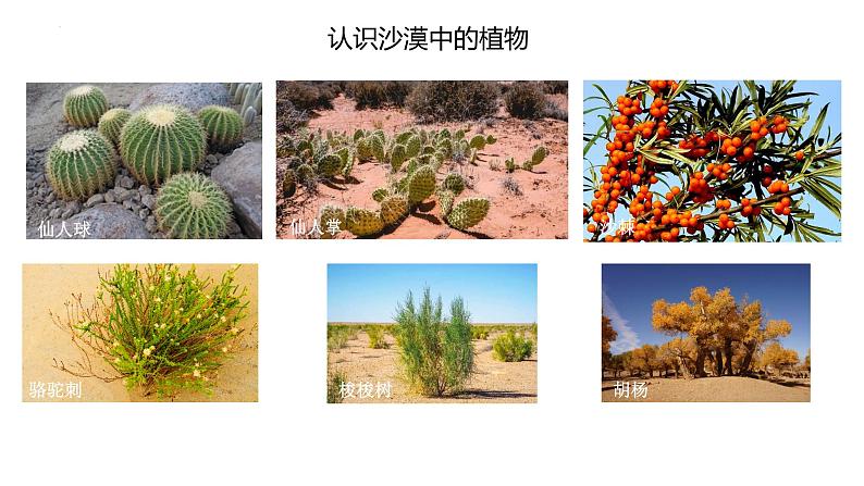 [苏教版]三年级下册科学6沙漠中的植物（教学课件）第2页