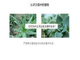 [蘇教版]三年級(jí)下冊(cè)科學(xué)6沙漠中的植物（教學(xué)課件）
