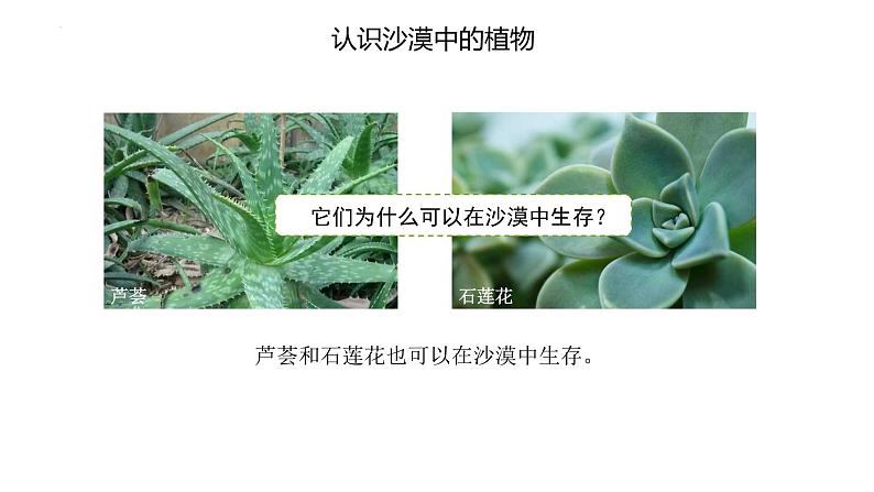 [苏教版]三年级下册科学6沙漠中的植物（教学课件）第3页