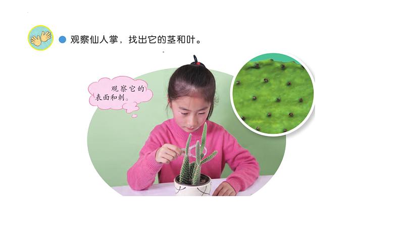 [苏教版]三年级下册科学6沙漠中的植物（教学课件）第4页