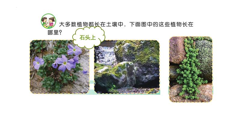 [苏教版]三年级下册科学8石头上的植物（教学课件）02