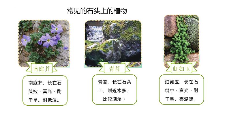 [苏教版]三年级下册科学8石头上的植物（教学课件）第3页