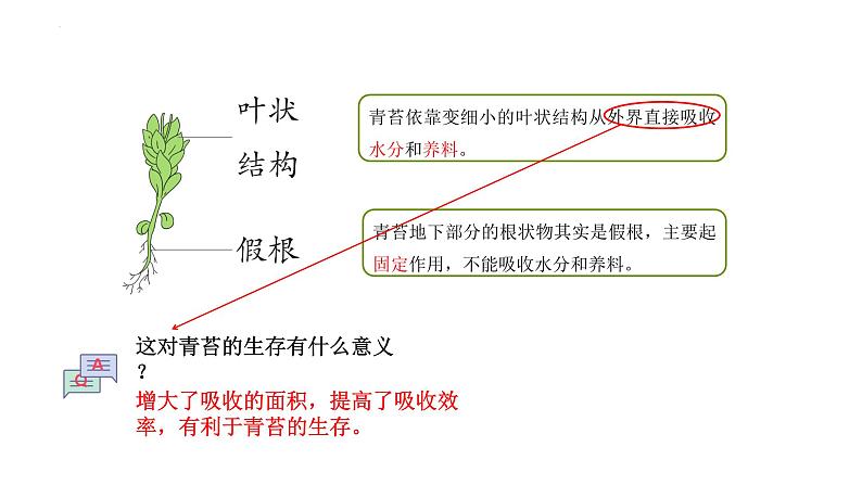 [苏教版]三年级下册科学8石头上的植物（教学课件）第6页