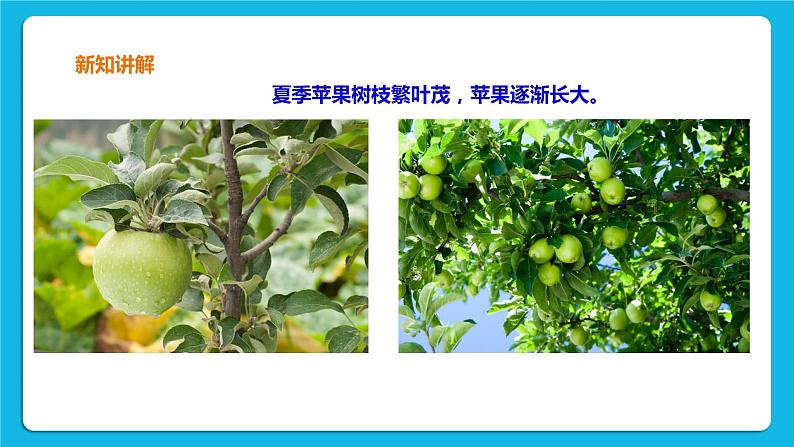 3.3 四季与植物 课件＋教案＋练习08