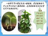 冀人版（2017秋）四年级下册6《植物的繁殖》 课件