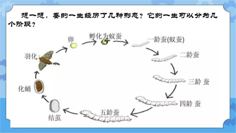 小学科学冀人版 (2017)四年级下册9 蚕的一生完美版课件ppt-教习网|课件下载