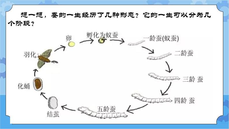 冀人版（2017秋）四年级下册9《蚕的一生》 课件06